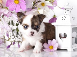 Kosmea, Chihuahua, Szczeniak, Pies, Kwiaty